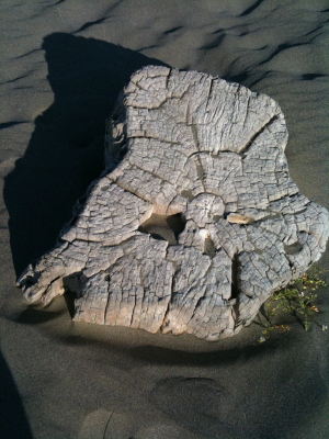 beach driftwood beach driftwood