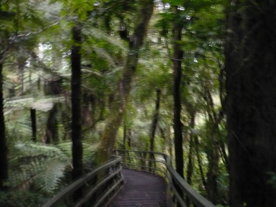 Puketi Kauri forest Puketi Kauri forest