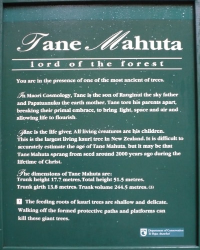 Tane Mahuta information Tane Mahuta information