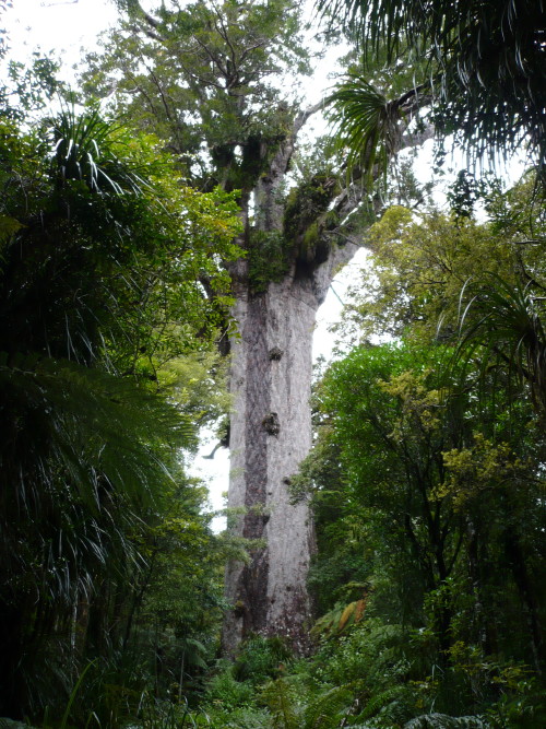 Tane Mahuta Tane Mahuta