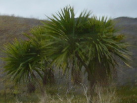Tea Tree Tea Tree