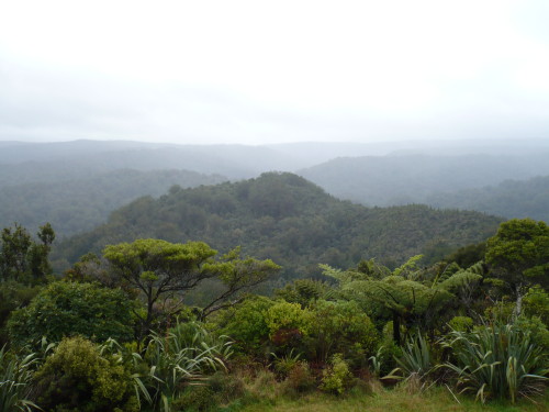 Waipoua Forest Waipoua Forest
