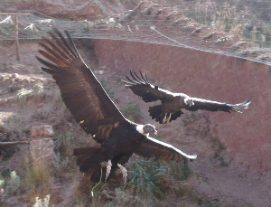 Condors at the Animal Rescue Centre, near Cuzco - click to see more on Flickr