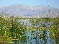 Reeds at Lake Titicaca, with the mountains in the background